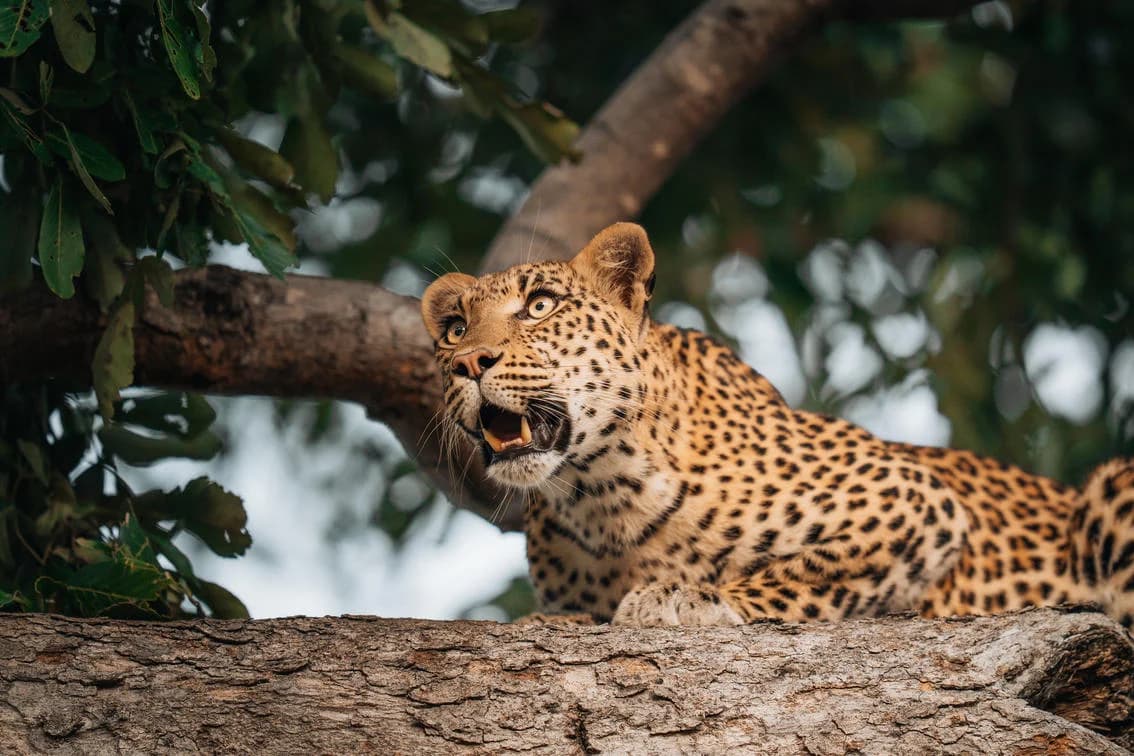 Leopard auf einem Ast bei Chitabe