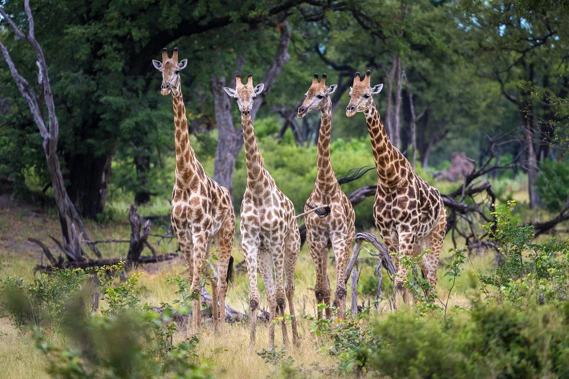 Giraffen zwischen den Bäumen bei der King’s Pool Lodge